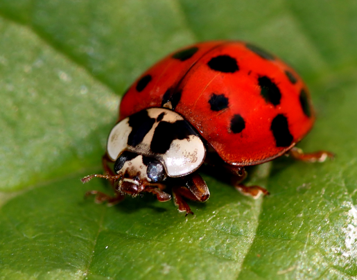 Asian Lady Beetle