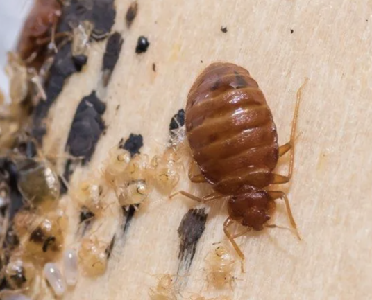 Bed Bug Eggs